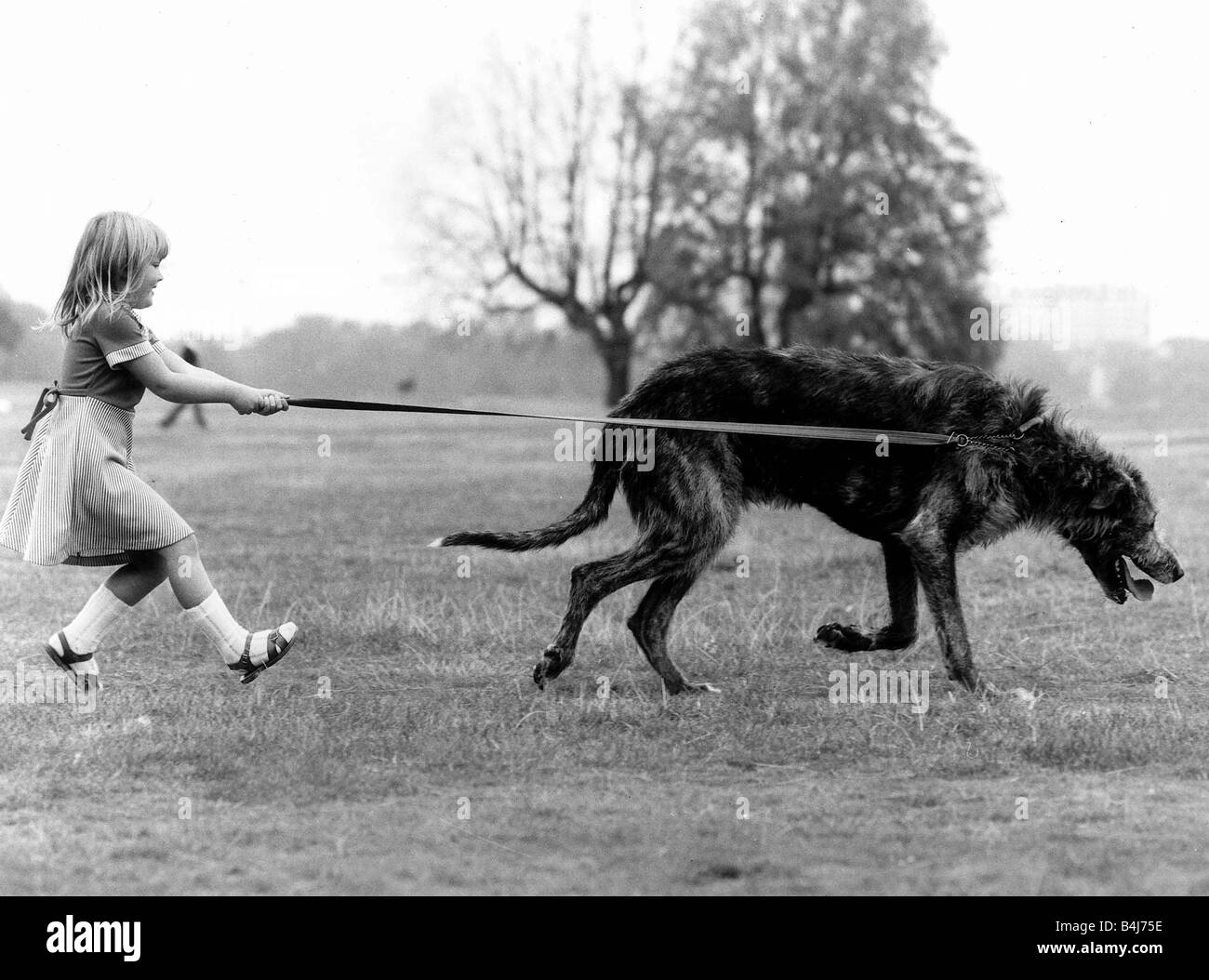 Tiere Hunde irischer Wolfshund Billie Jo Hibberd 5 für einen Spaziergang mit ihrem Hund Milligan Irish Wolfhound stammt Stockfoto