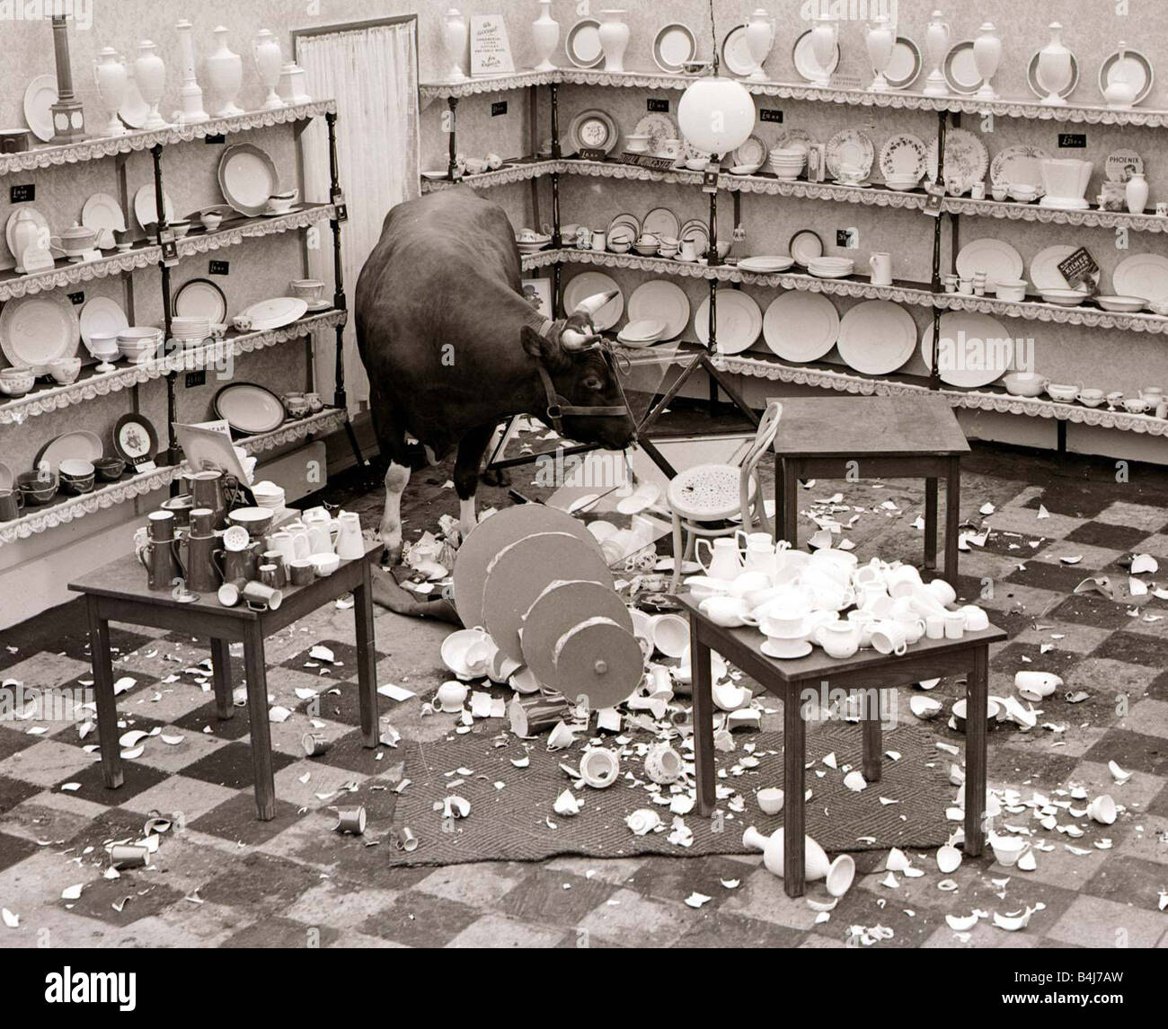 Elefant Im Porzellanladen Elefant Im Porzellanladen