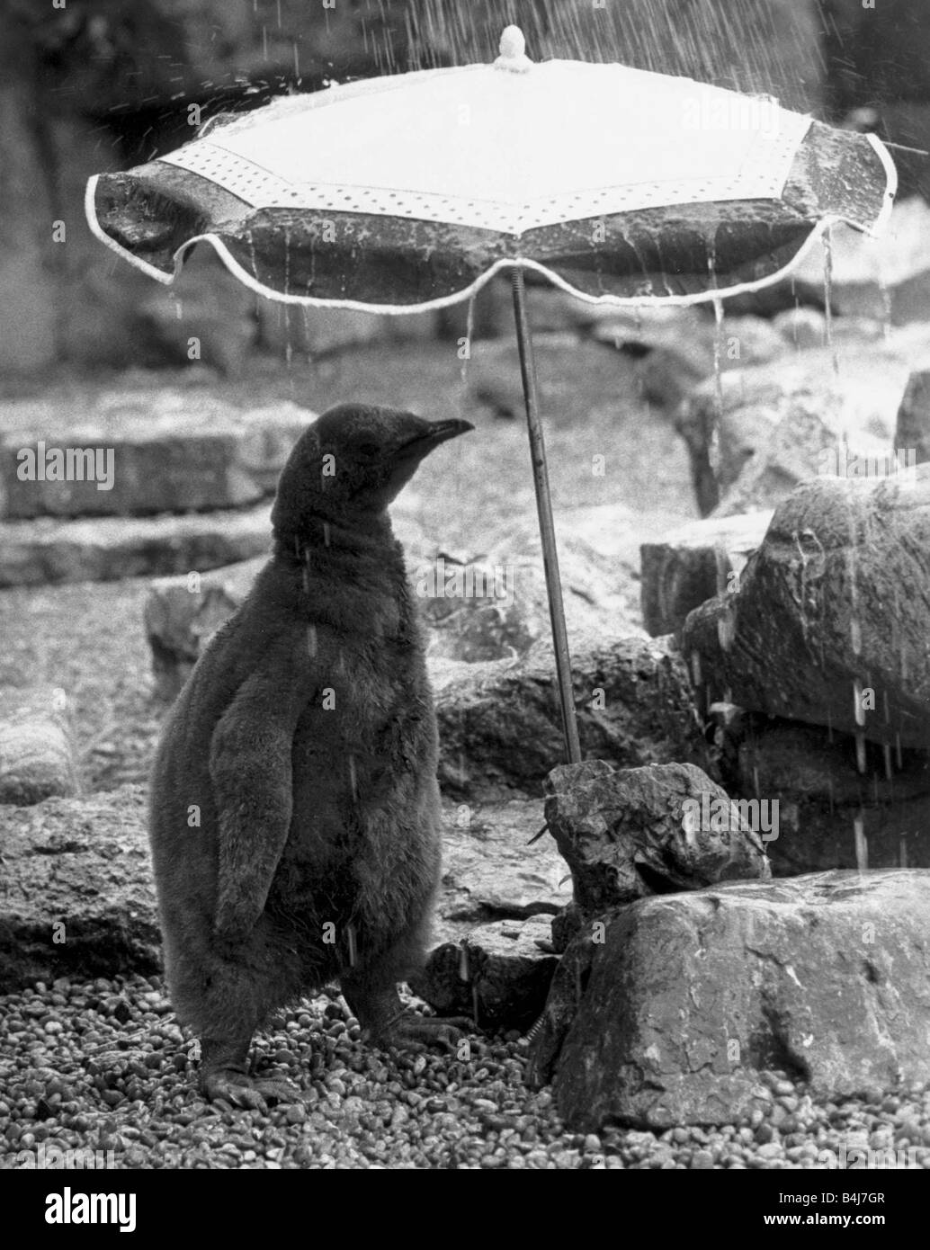 Pengy die erste Königspinguin geboren im Zoo von Bristol für zehn Jahre Hasn t dazugekommen, die wasserdichte Gefieder wachsen, das schützen Stockfoto