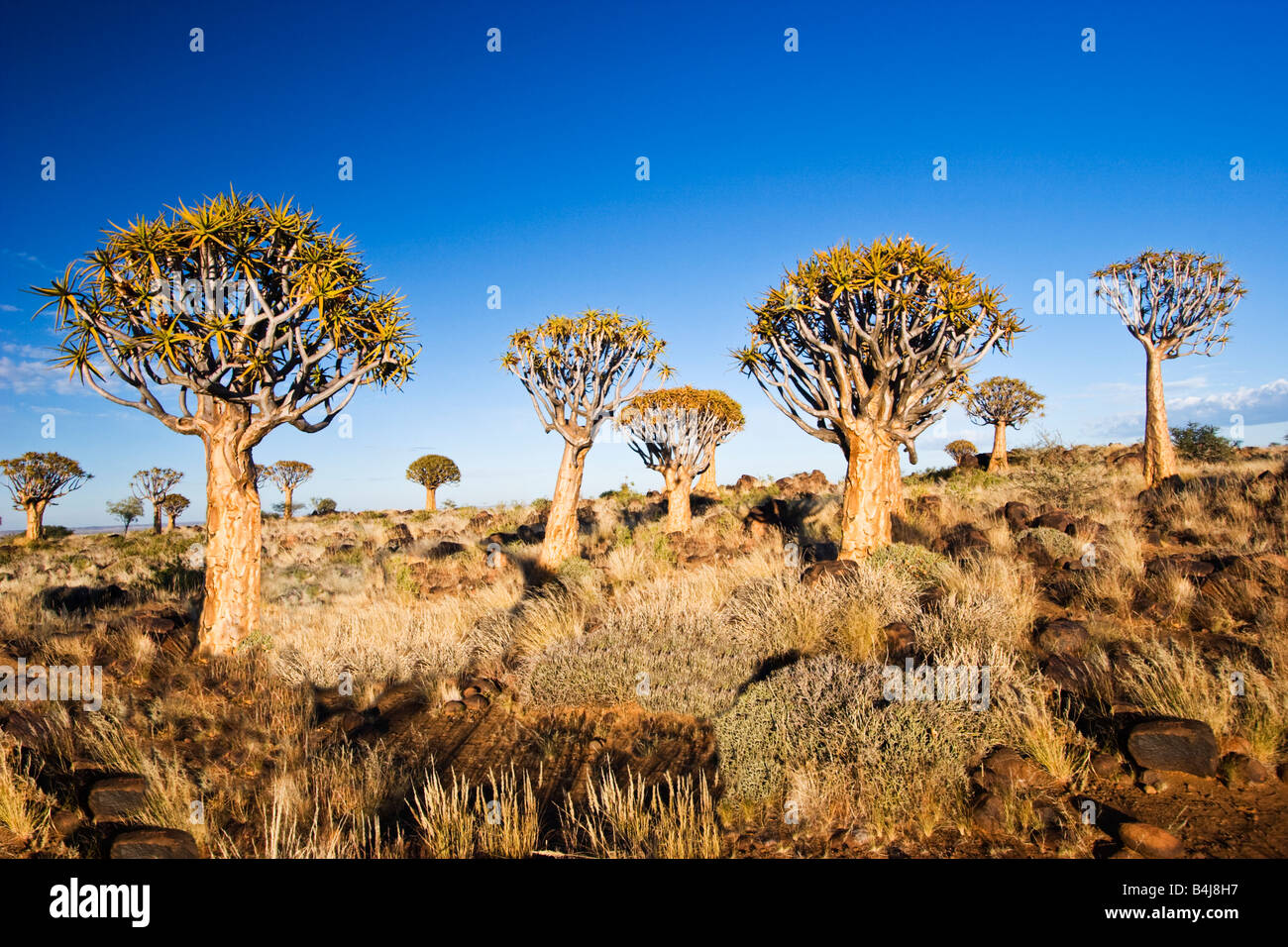 Köcherbaumwald, Namibia Stockfoto