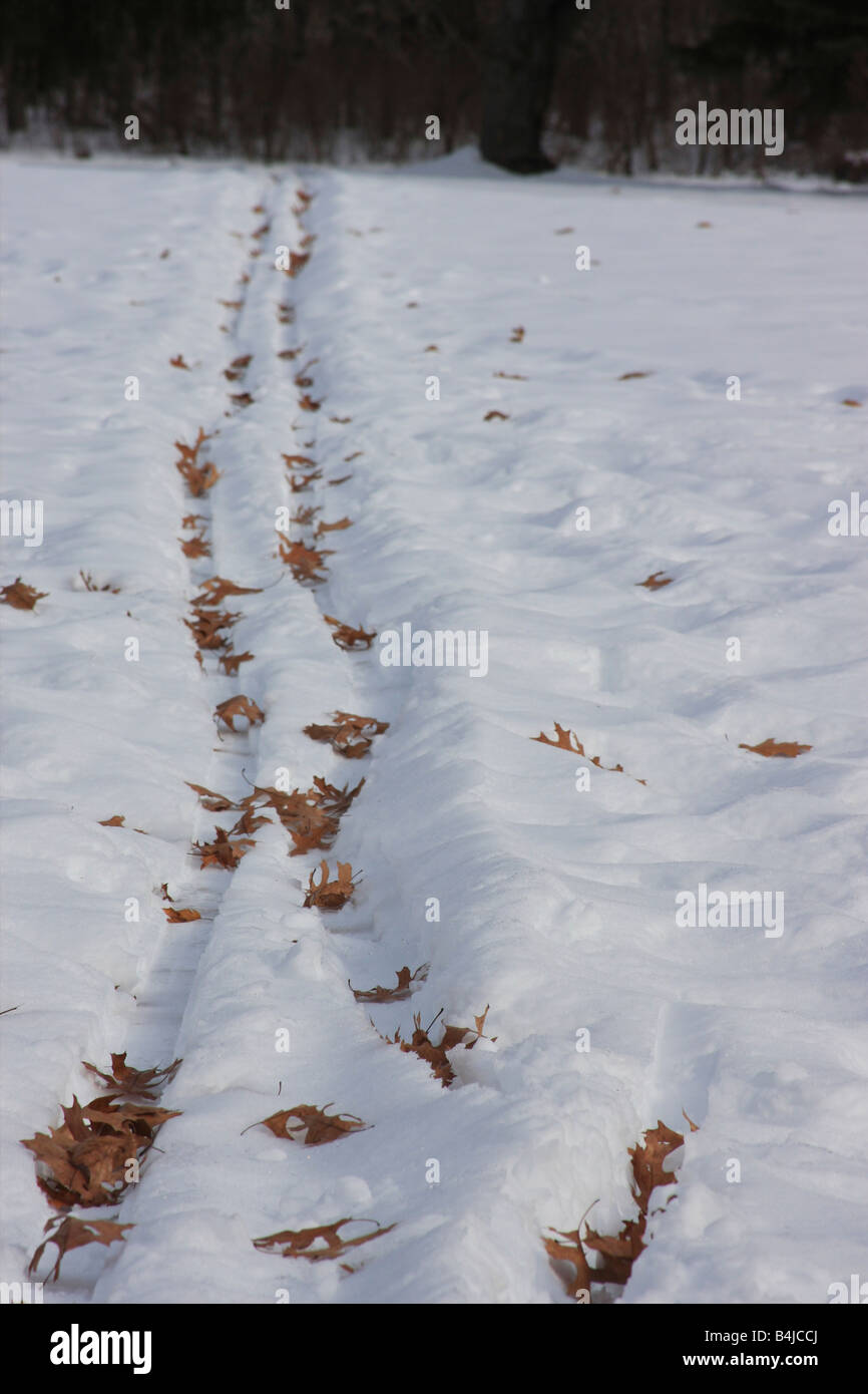 Snowy Langlaufloipen mit Laub bedeckt Stockfoto