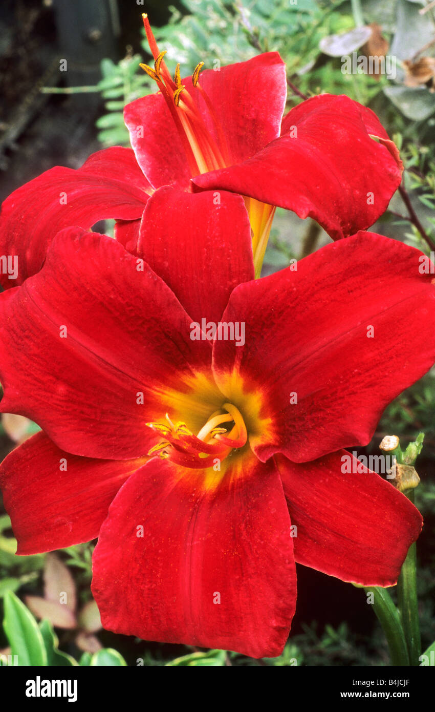 Hemerocallis "Chicago Knockout" rote Blume Blumen Garten Pflanze Pflanzen Taglilien daylillies Stockfoto