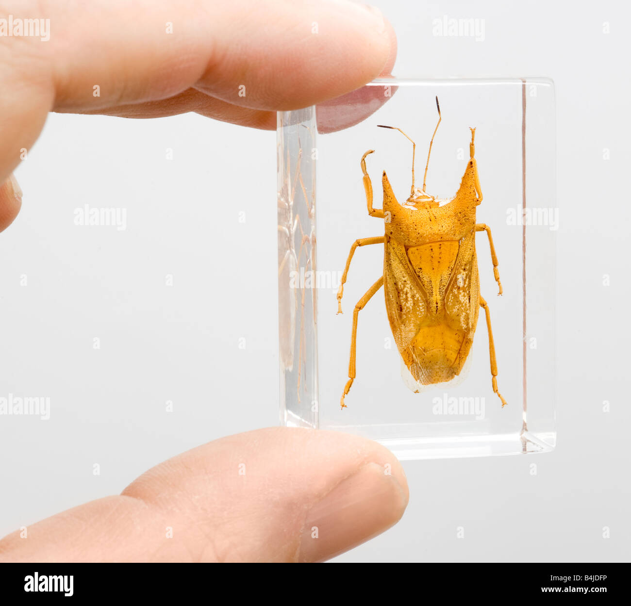 Goldene stinken Bug, Cressona Divaricata, Lucite Harz eingebettet, Schild Bug aus China Stockfoto