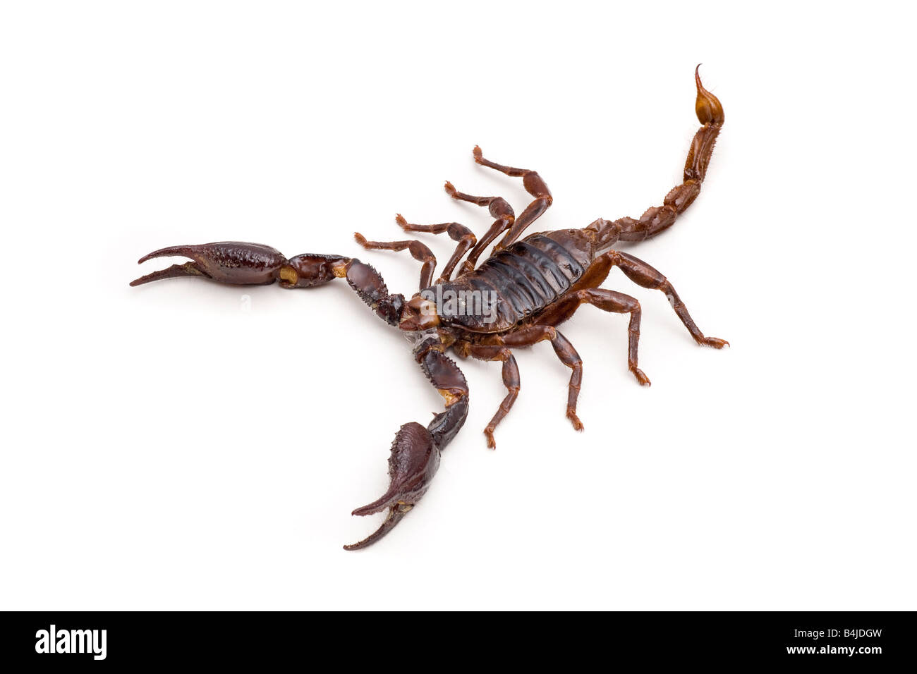 Wald-Skorpion aus Borneo, Sarawak, Ost-Malaysia Stockfoto