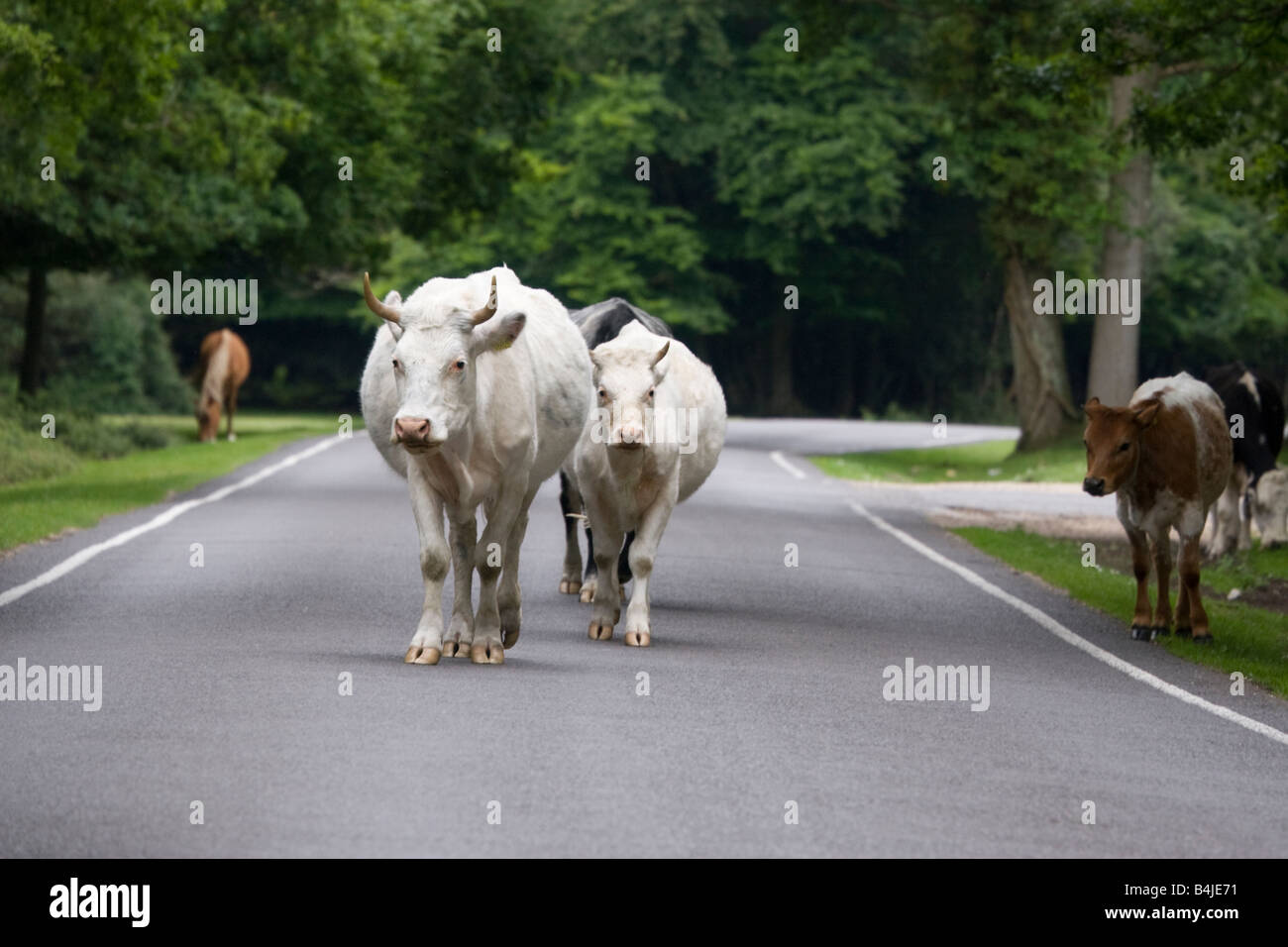 Rinder in den New Forest unterwegs Stockfoto