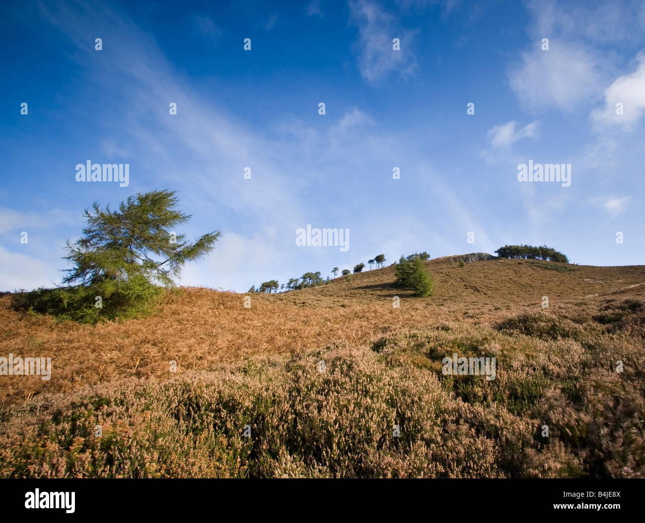 Herbst in den Sidlaw Hills. Stockfoto