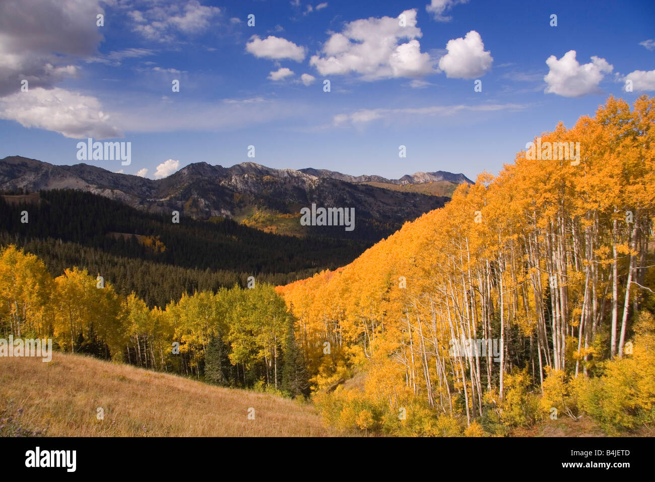 Herbstfärbung von Aspen Bäume in den Wasatch Mountains in der Nähe von Park City Utah USA Stockfoto