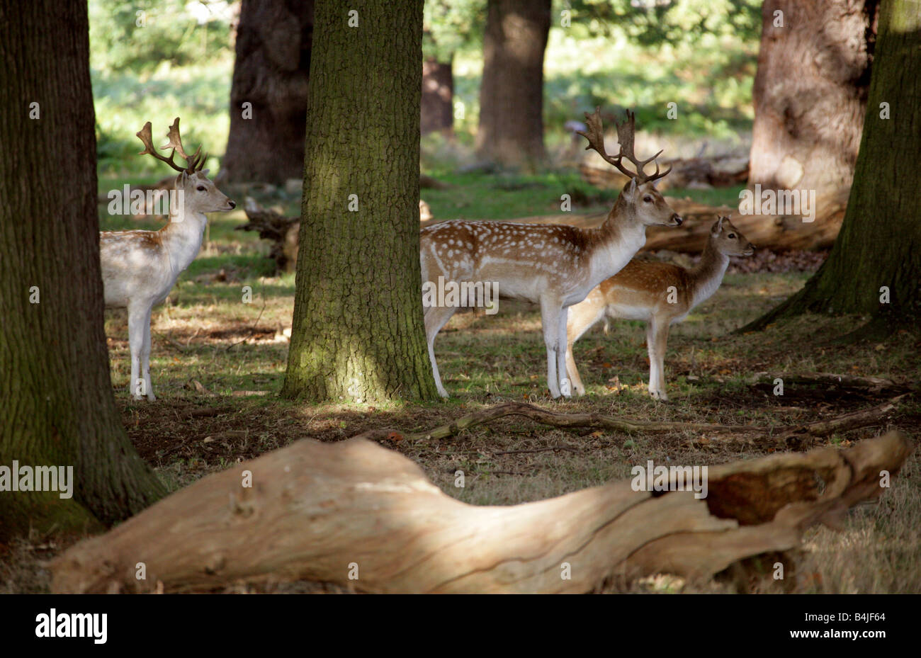 Europäischer Damhirsch Dama dama Stockfoto