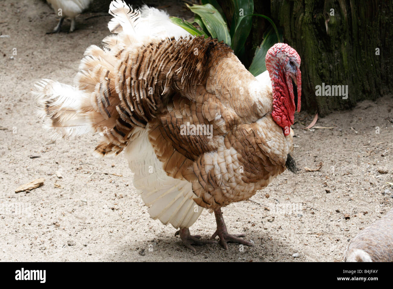 Türkei, stolzieren seine Sachen auf einem Bauernhof in der Nähe von Cape Town, Südafrika Stockfoto