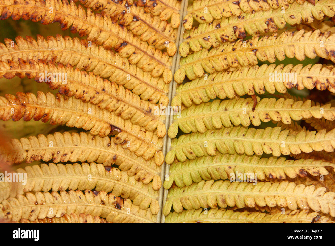 Farn Blatt gelb im Herbst Dryopteris Filix-mas Stockfoto