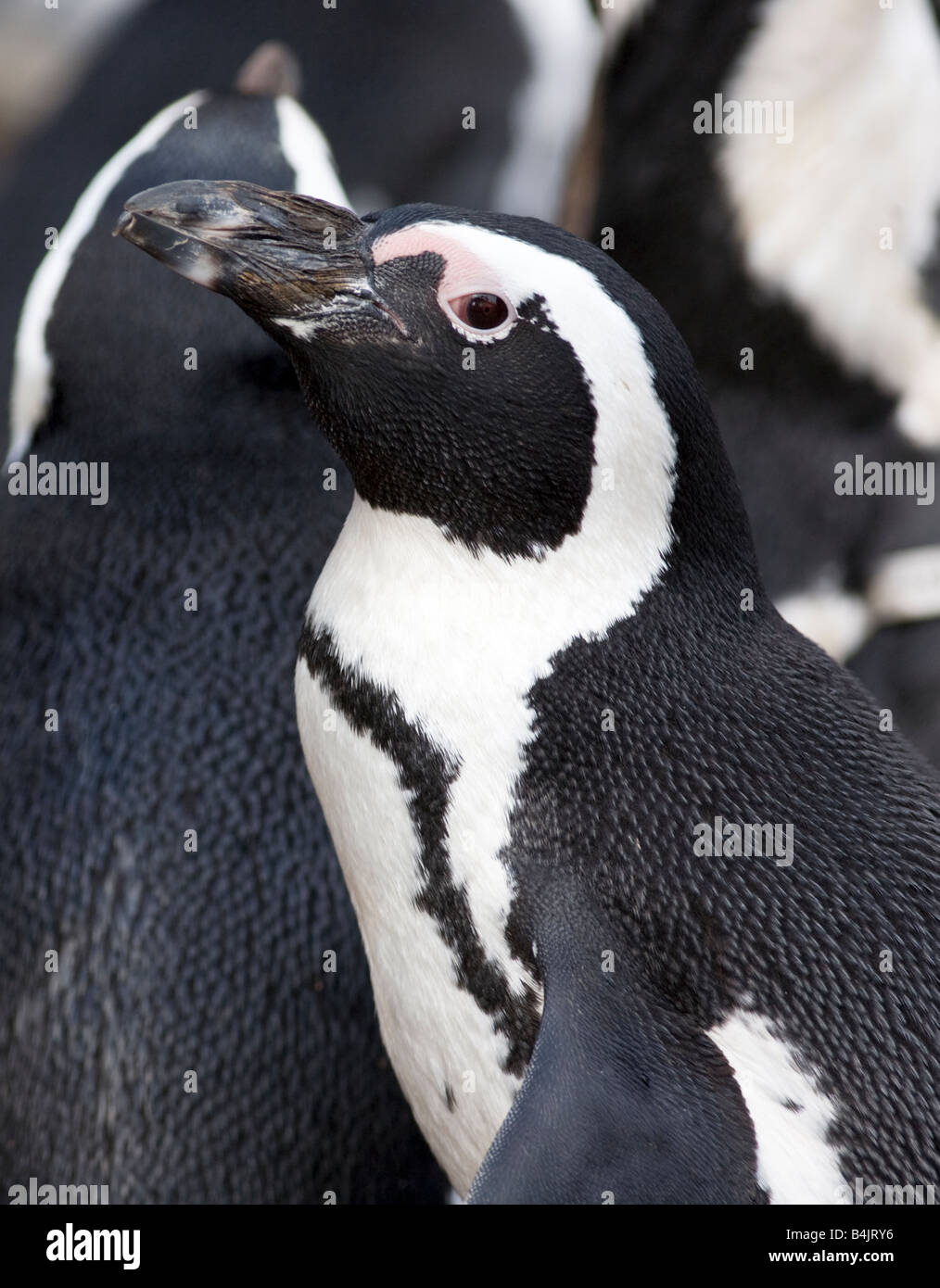 Black footed Pinguin Stockfoto
