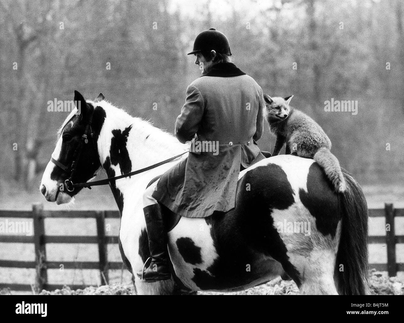 Ein Haustier Fuchs namens Misty Dez. 1986 mit seinem Besitzer auf dem Pferderücken Stockfoto