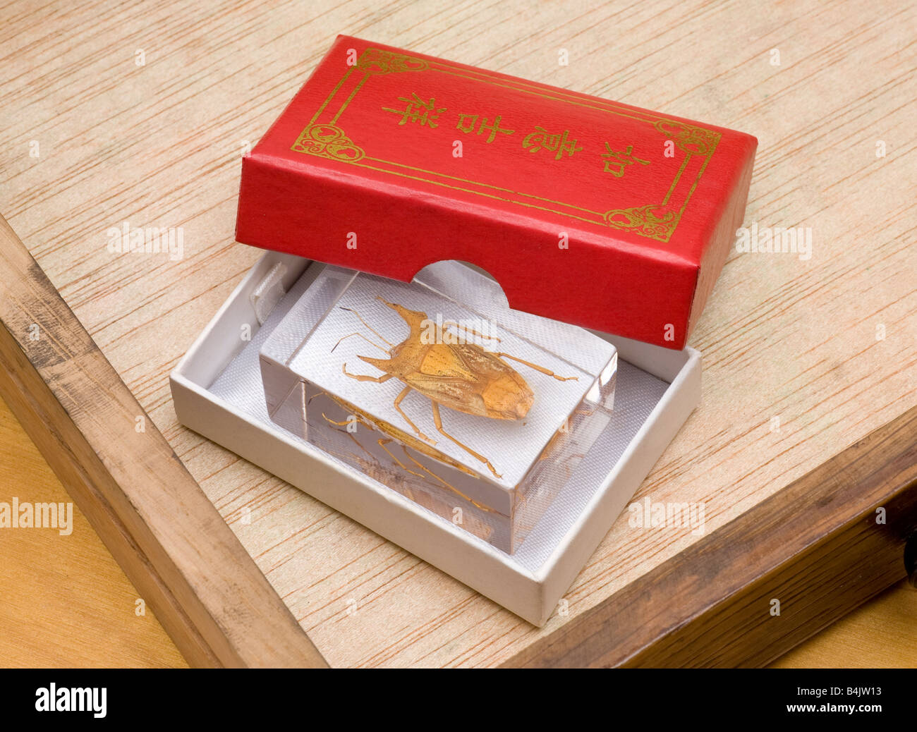 Goldene stinken Bug, Cressona Divaricata, Lucite Harz eingebettet, Schild Bug aus China Stockfoto