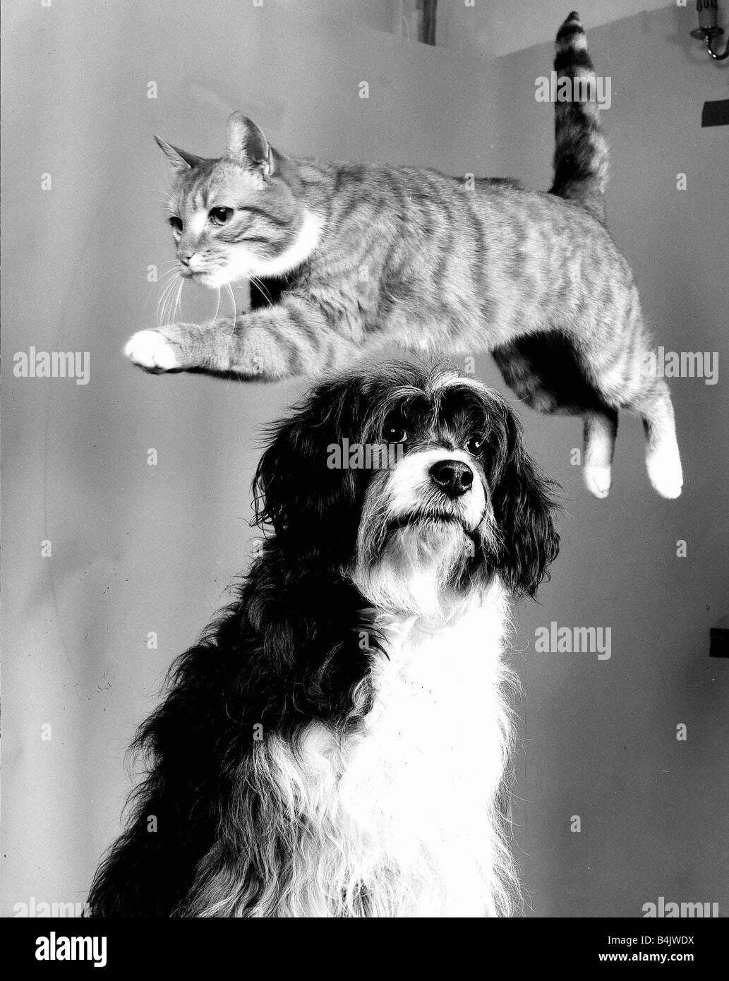 Tiere Hund und Katze September 1987 A Tabby Katze springen über den Kopf eines unbeeindruckt Hund Stockfoto