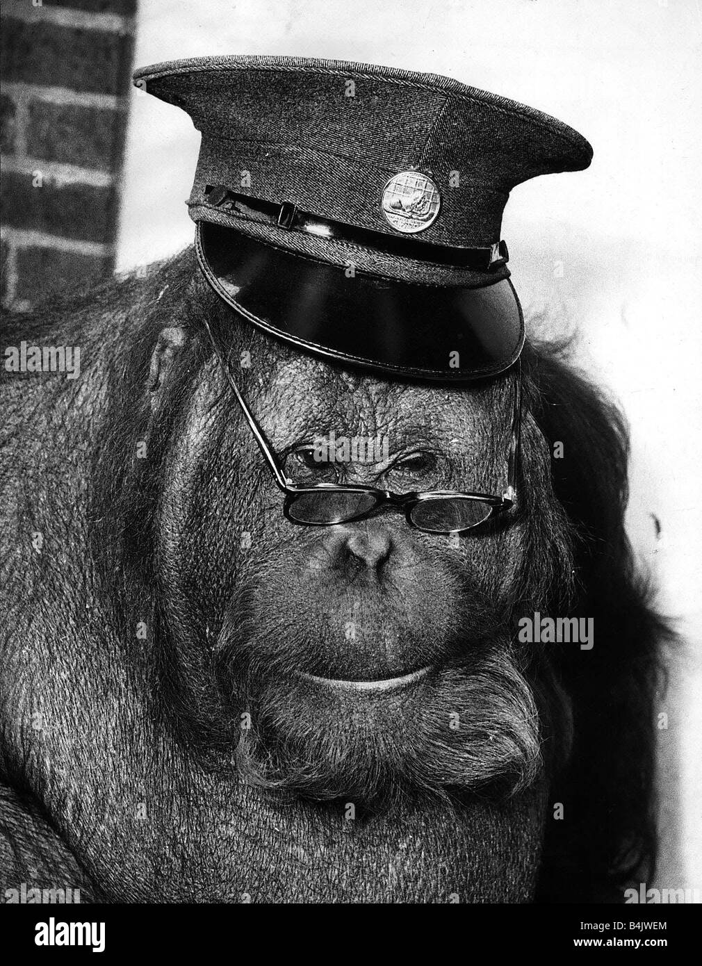 Tierische Affen Orang-Utan Juli 1955 trug eine Schaffnermütze s und Gläser,  die Konzentration Stockfotografie - Alamy