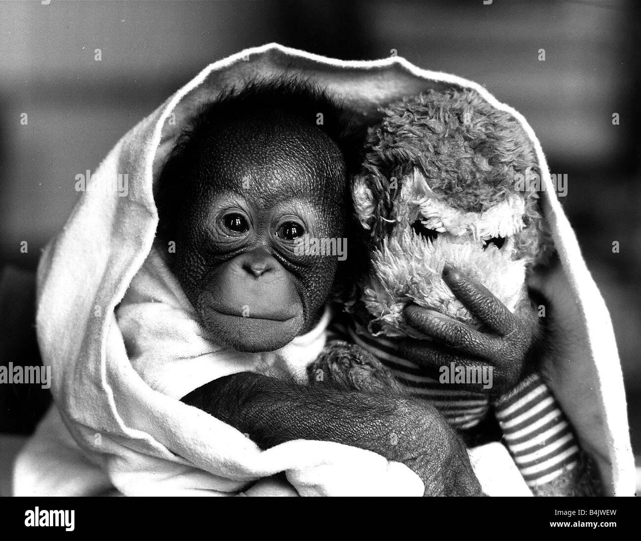 Animal Affe Orangutan Mai 1985 Baby Orangutan eingewickelt in eine Decke mit einem Kuscheltier Stockfoto