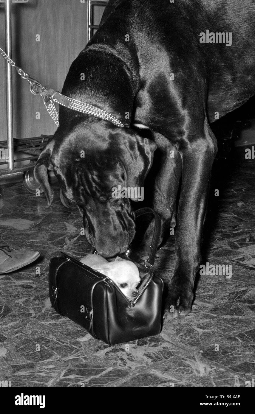 Wenn es darum geht, eine gemütliche Ort Dinky die Chihuahua Rand hat auf ihrer Freundin Nero die Dogge Frau Betty Coates Besitzer der Hunde war Abschied von ihrer Mutter und Dinky war immer ein wenig kalt am Londoner Flughafen und bequem gefunden irgendwo zum Dezember 1964 in der geöffneten Handtasche Warmhalten Stockfoto