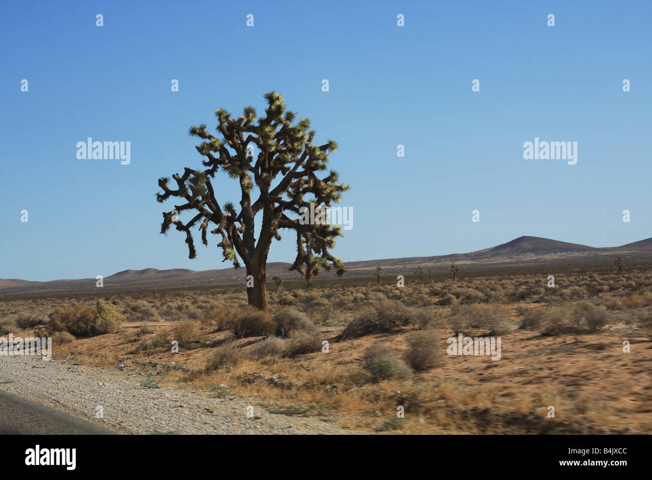 Joshua Tree (Yucca Brevifolia) auf Autobahn 395 in der kalifornischen Wüste Stockfoto