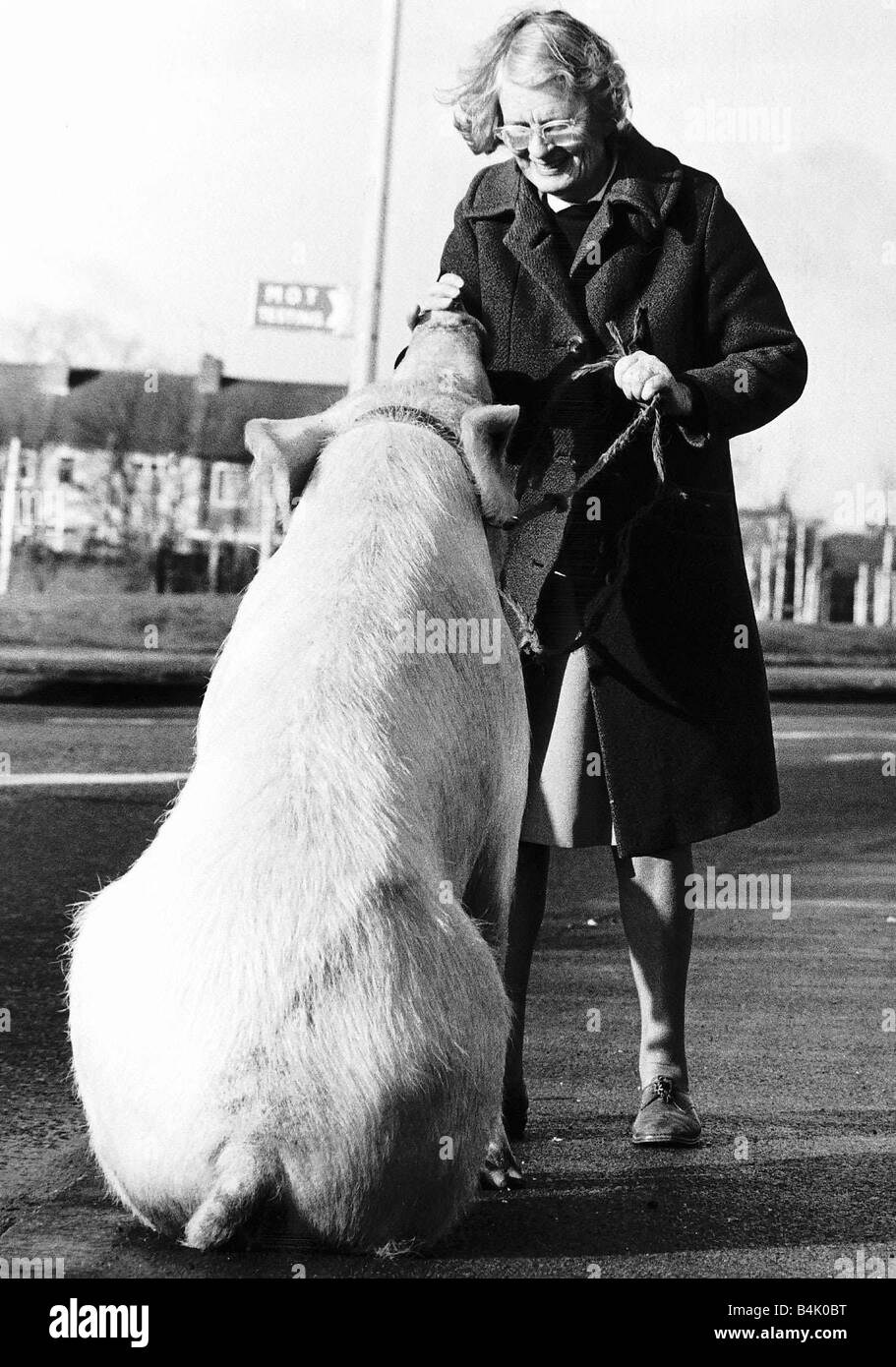 Barbara Woodhouse nutzt ihre tierischen Expertise ein 22 Stein Schwein das Kommando Stockfoto