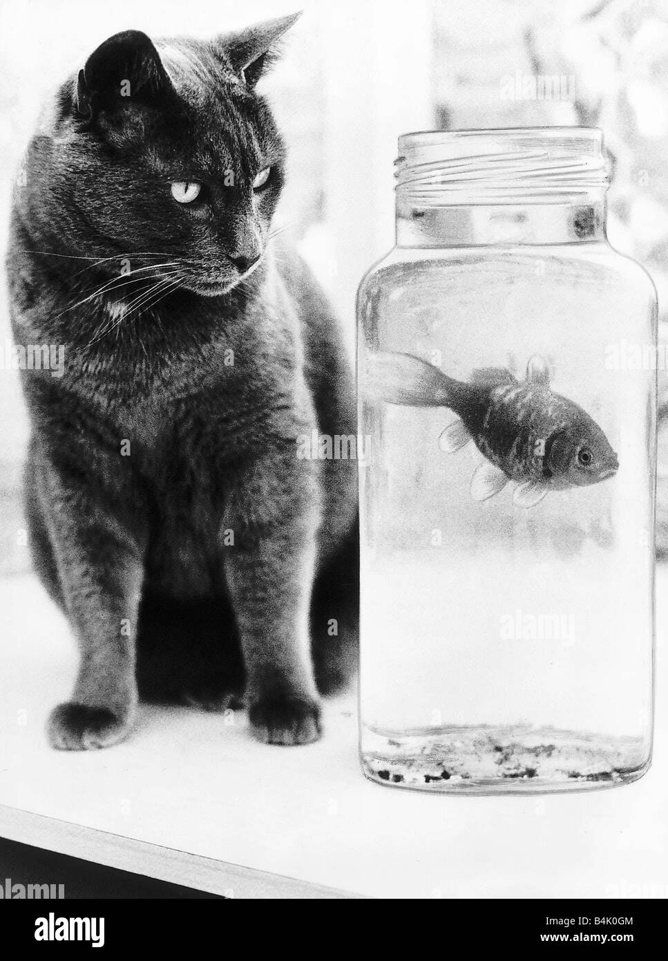 Dinky ist die Katze ein Champion Angler, der Heimat 15 Fische nach Überfällen auf Nachbarn Teiche gebracht hat Stockfoto