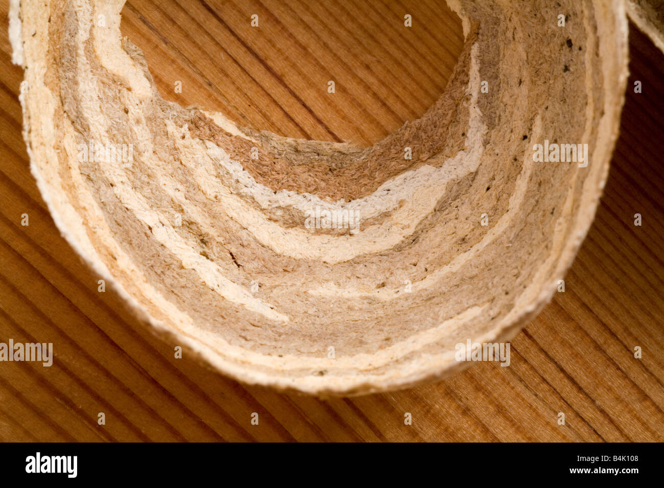 Verlassene Wespennest Teil Bauwerke zeigen interne Papier Zellstoff Schichten durch die Wespen aus gekauten Hölzer wie Stockfoto