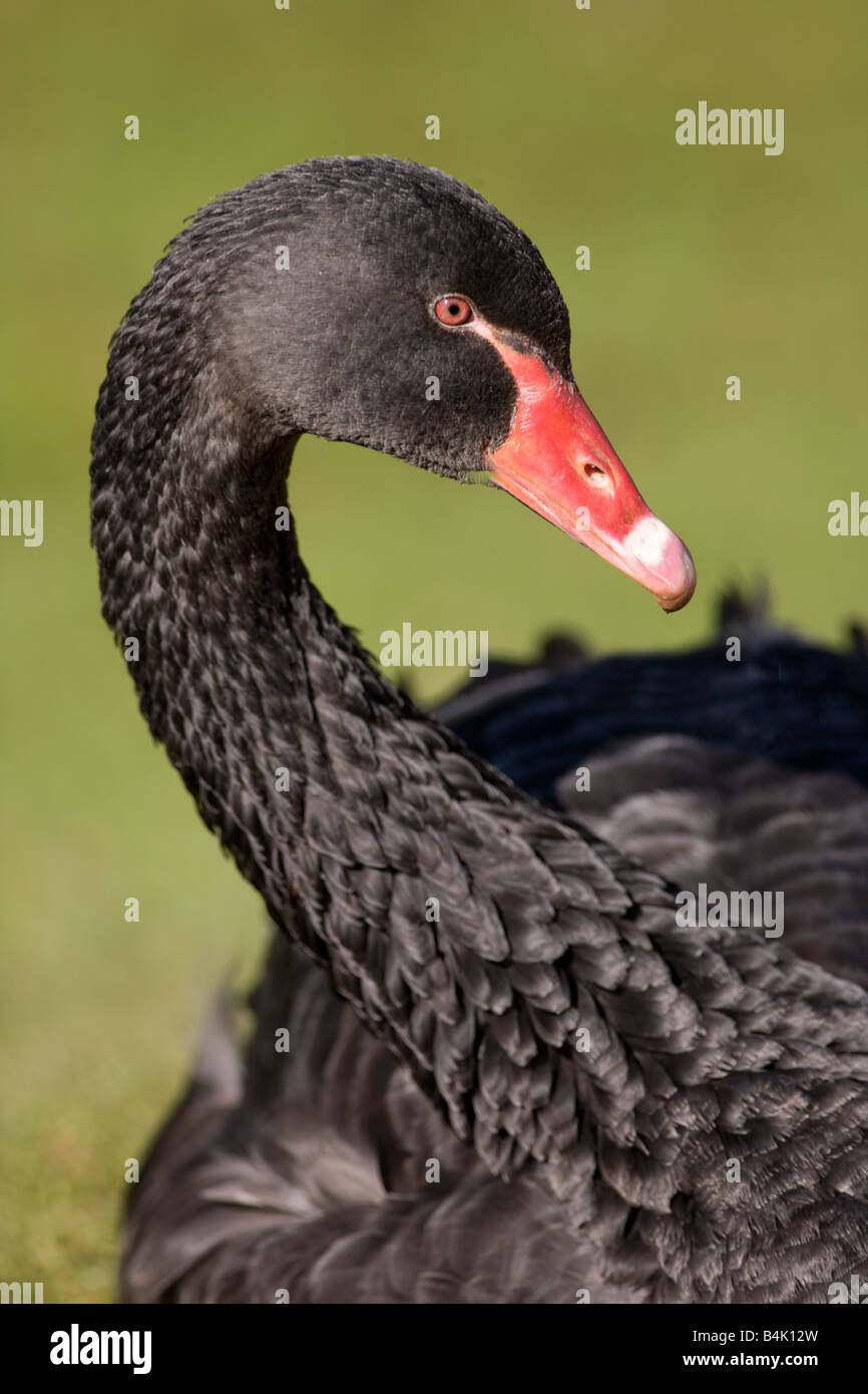 Black Swan Cygnus olor Stockfoto