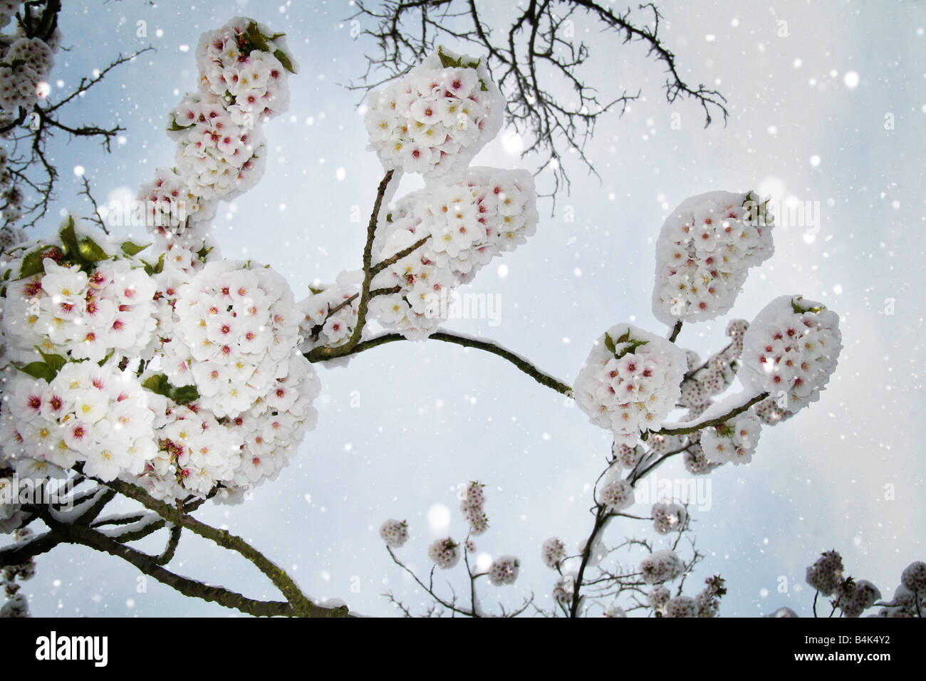 Blüte im Schnee Stockfoto