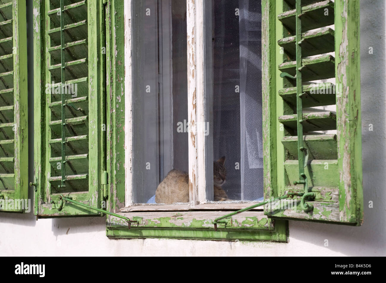Hermannstadt Siebenbürgen Rumänien Europa traditionellen alten Fensterläden aus Holz mit Katze schläft im Fenster grün abblätternde Farbe Stockfoto