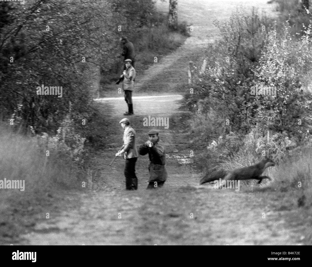 Tiere Fuchs schießen Oktober 1969 Auszeichnung Siegerfoto von Alistair Macdonald als ein Fuchs läuft über einen Pfad zwischen ihm und einer Fox-Jagdgesellschaft der Jäger nicht, weil der Fotograf schießen kann und der Fuchs entweicht Stockfoto