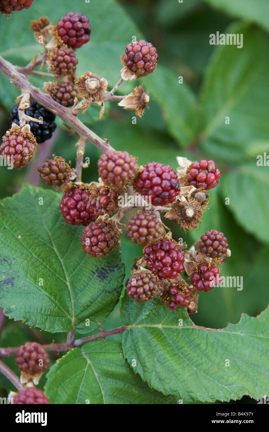 wilde Brombeere in Apulien Italien Stockfoto