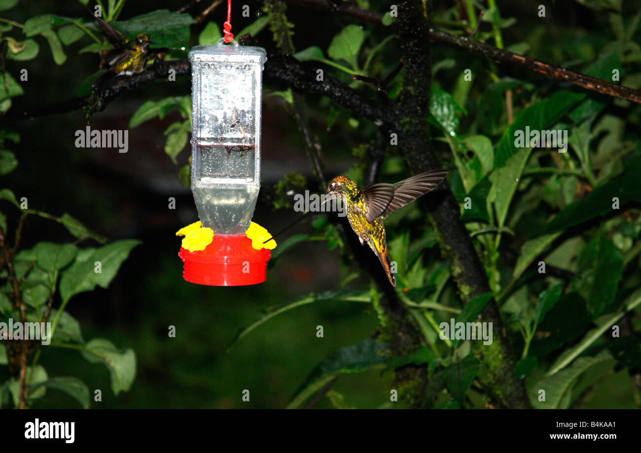 Kolibri, Fütterung, Guango, Ecuador Stockfoto