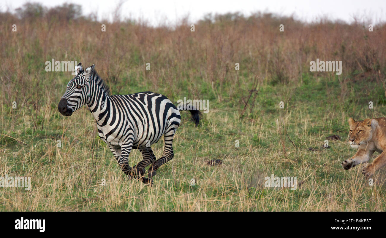 Löwen jagen Zebra, Masai Mara, Kenia, Ostafrika Stockfoto