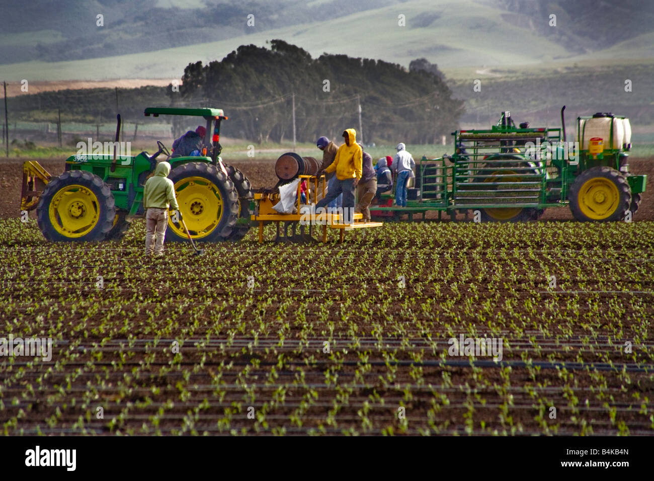 Eine landwirtschaftliche Arbeiter neigt Reihen von neu gepflanzten Selve auf einer pflanzlichen Farm in Guadeloupe CA Stockfoto