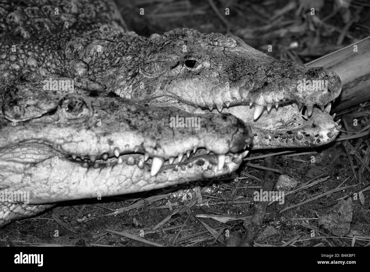 Krokodile mit ihren üblichen Zahn Grinsen wie visage Stockfoto