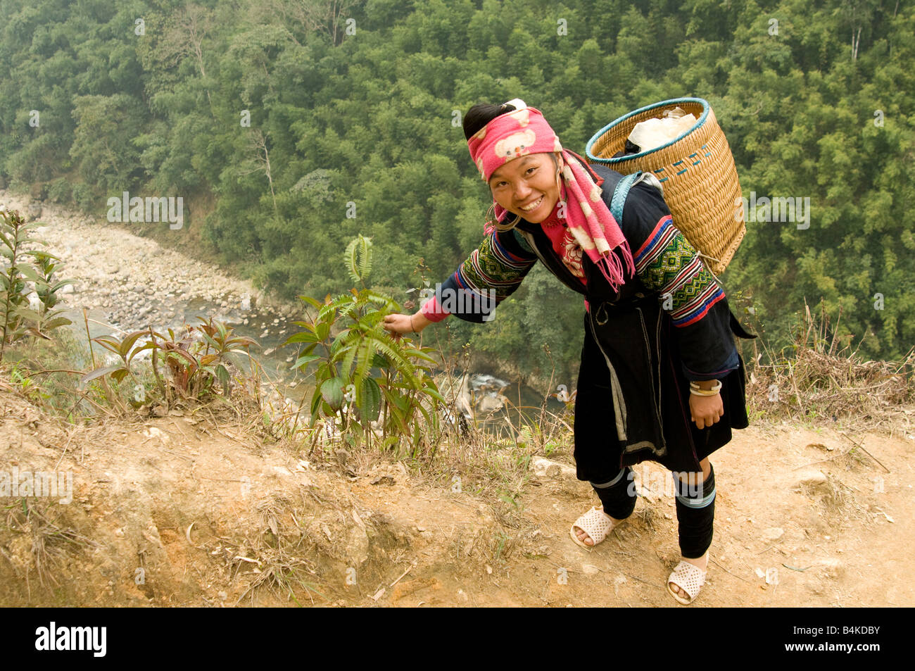 Eine Black Hmong Frau Kommissionierung eine Pflanze an einem Berghang in der Nähe von Sapa Nordvietnam Stockfoto