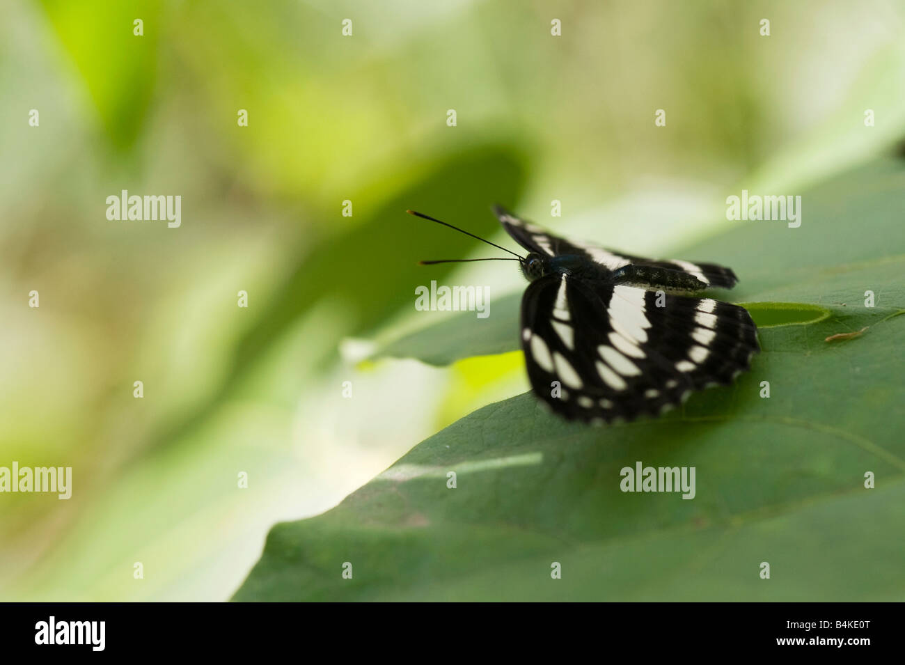 Neptis Hylas. Gemeinsamen Sailor Schmetterling in der indischen Landschaft. Andhra Pradesh, Indien Stockfoto