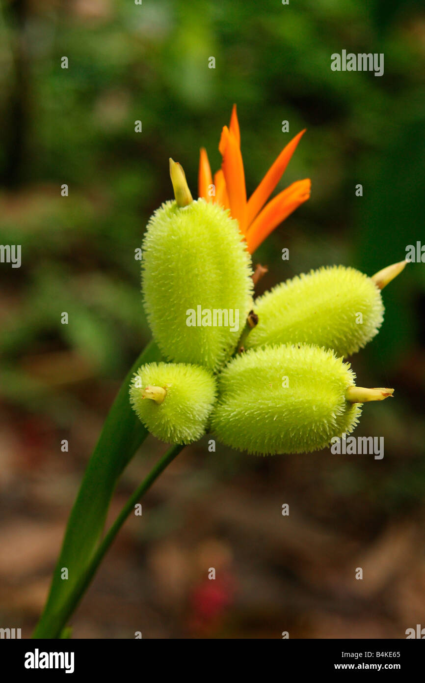 Pflanze, Amazonasbecken, Oriente, Ecuador. Stockfoto