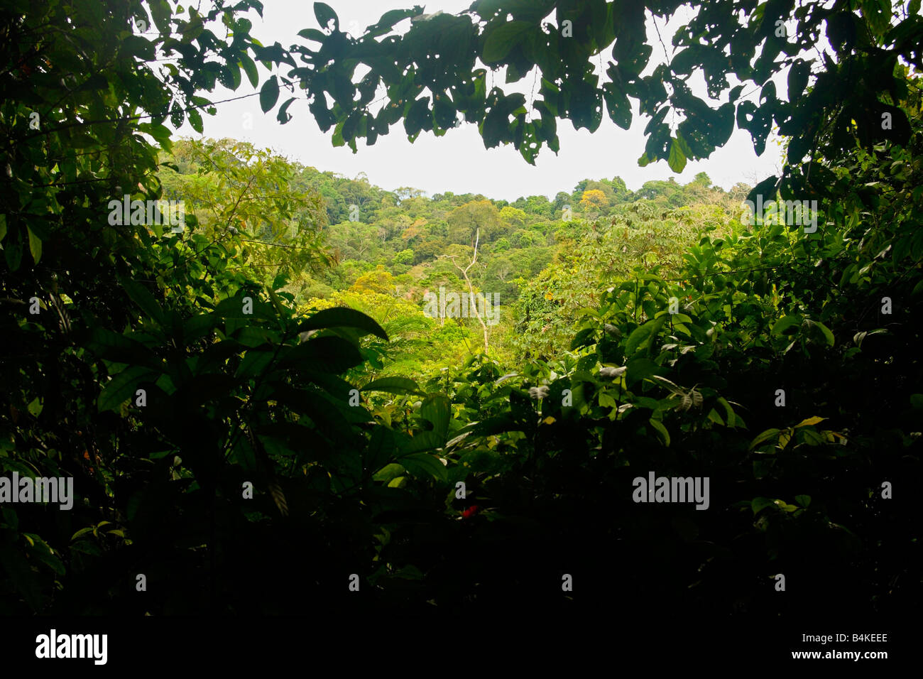 Tropischer Regenwald, Amazonas, Rio Napo, Oriente, Ecuador Stockfoto