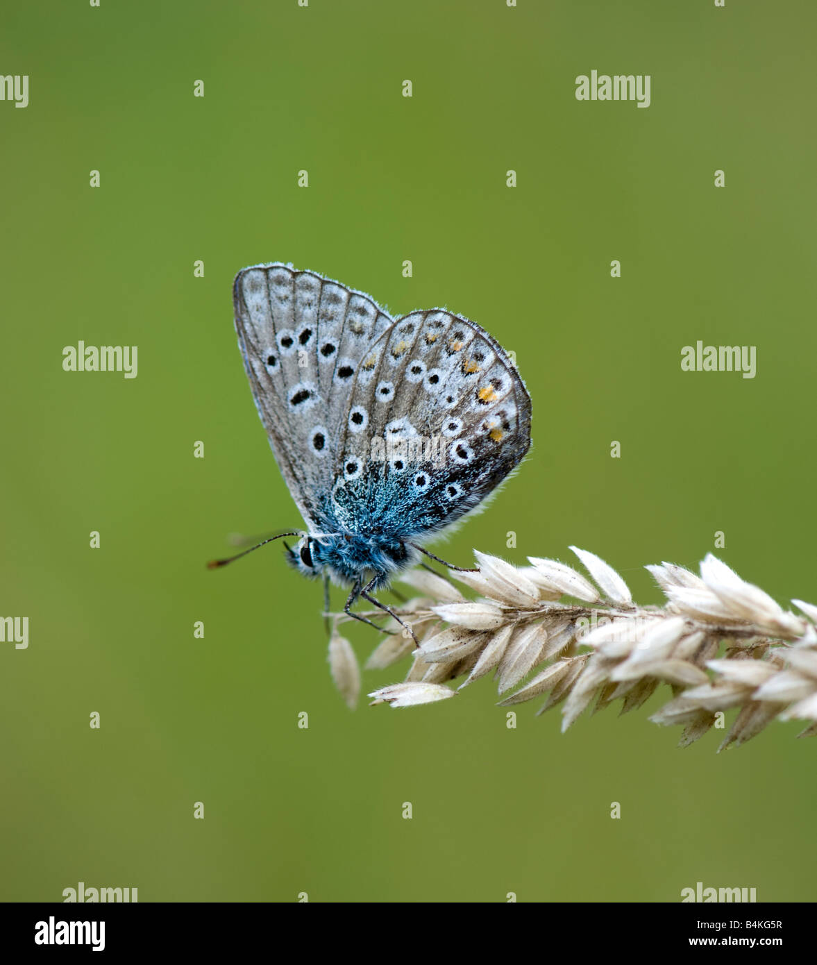 Silber verziert Blue (Plebejus Argus) Butterfly ruht auf einem Graskopf Stockfoto