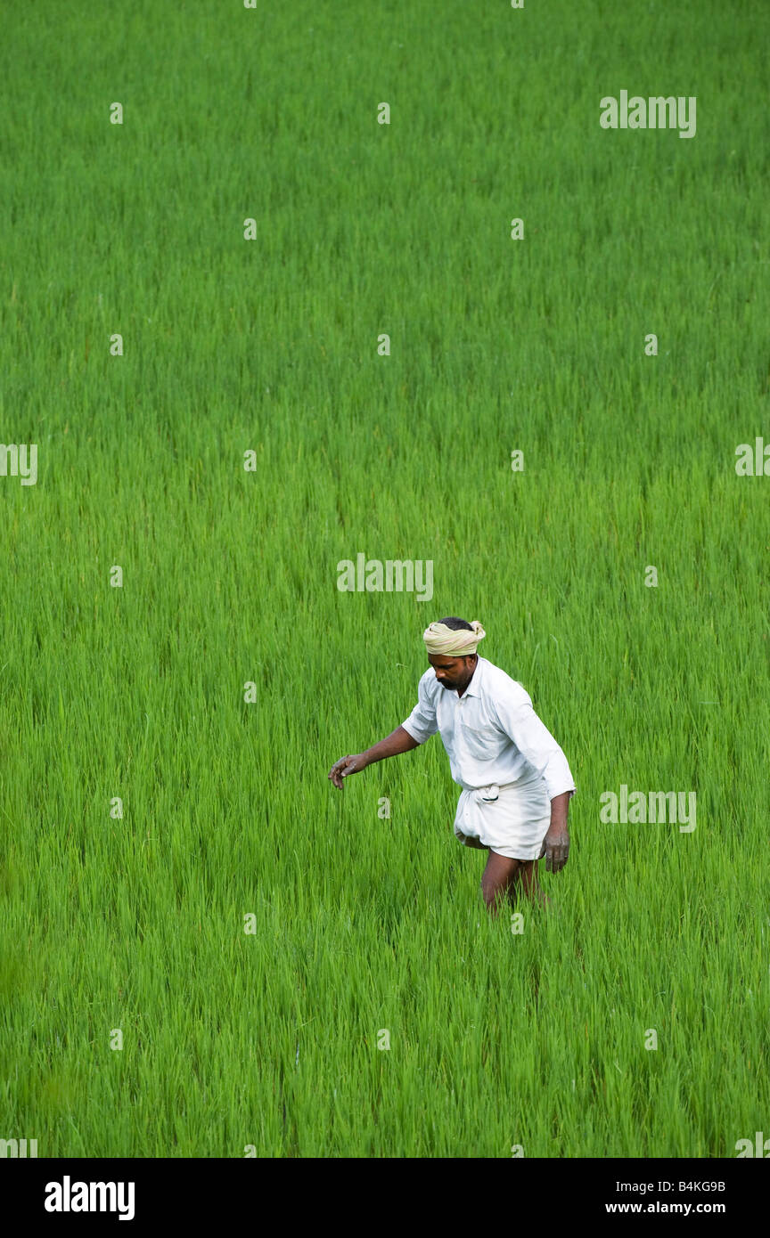 Indischen Bauern arbeiten in einem Reisfeld Paddy. Andhra Pradesh, Indien Stockfoto