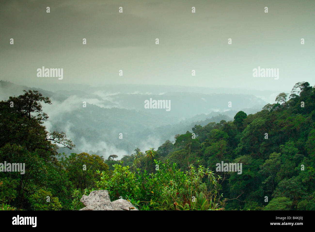 Nebelwald, Osthängen der Anden, östlich von Quito, Ecuador Stockfoto