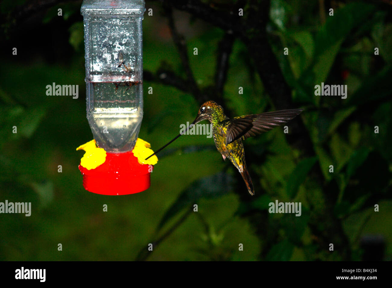 Kolibri, Fütterung, Guango, Ecuador Stockfoto