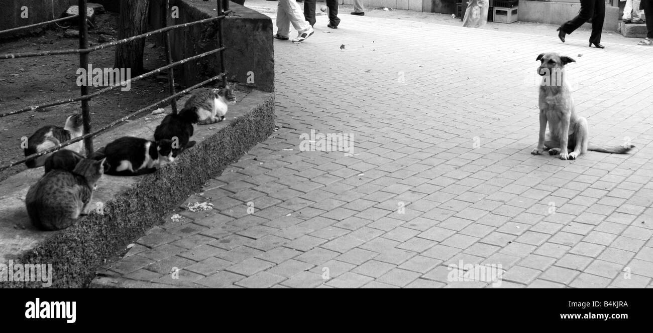 Hund auf der Suche Gruppe von Katzen bei street Stockfoto