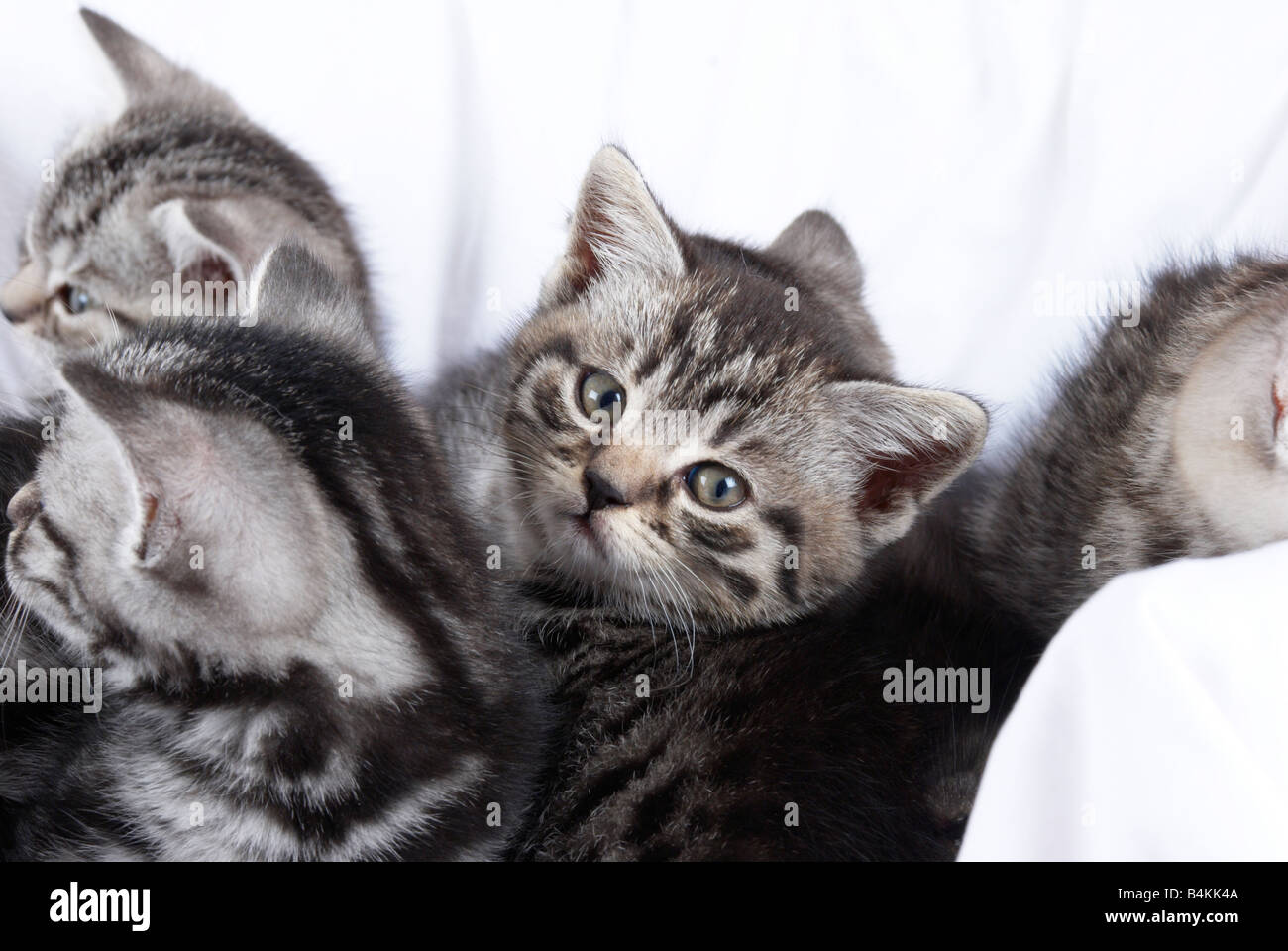 Kätzchen im Korb Stockfoto