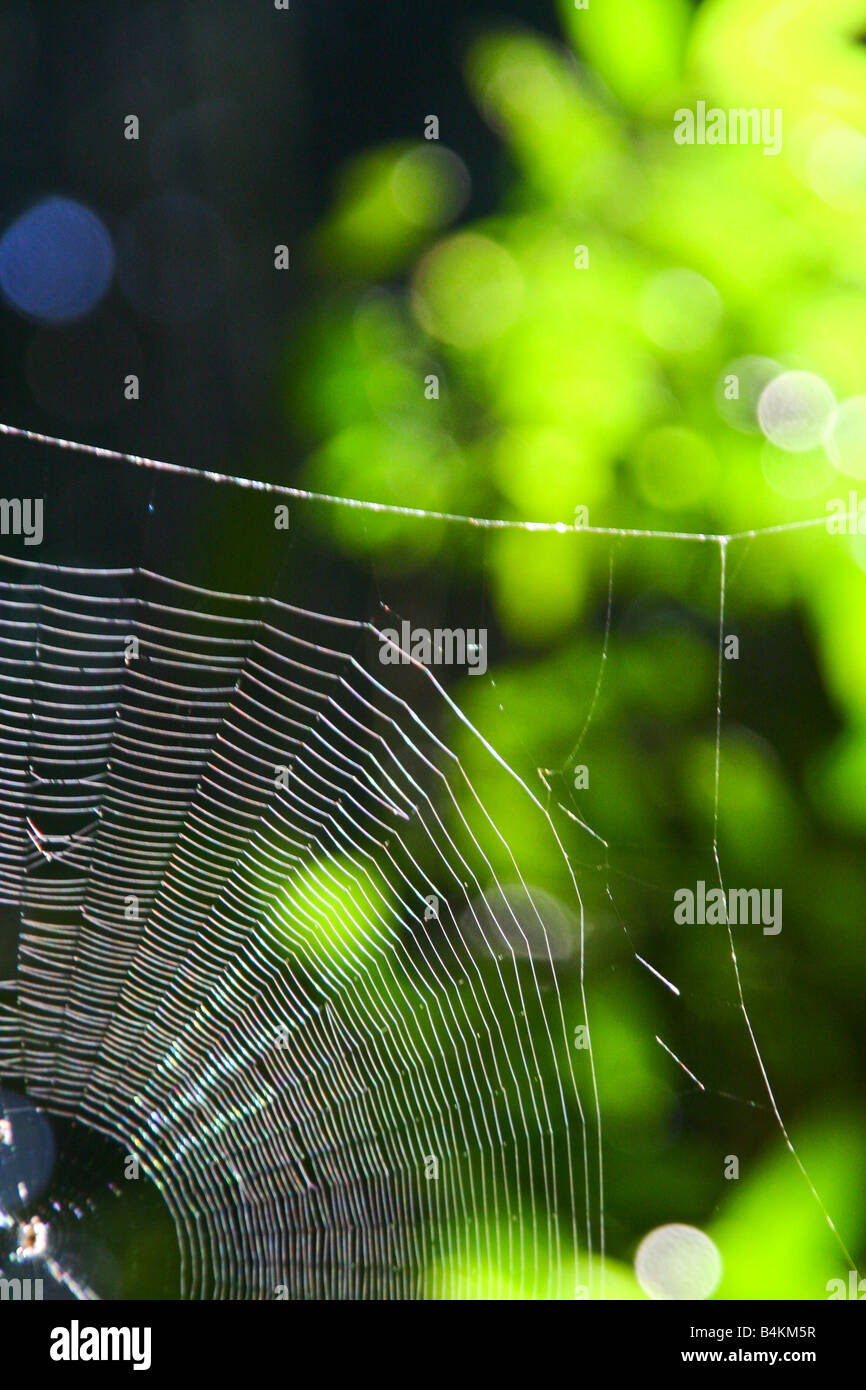 Spinnen-Web im Regenwald, Brasilien Stockfoto