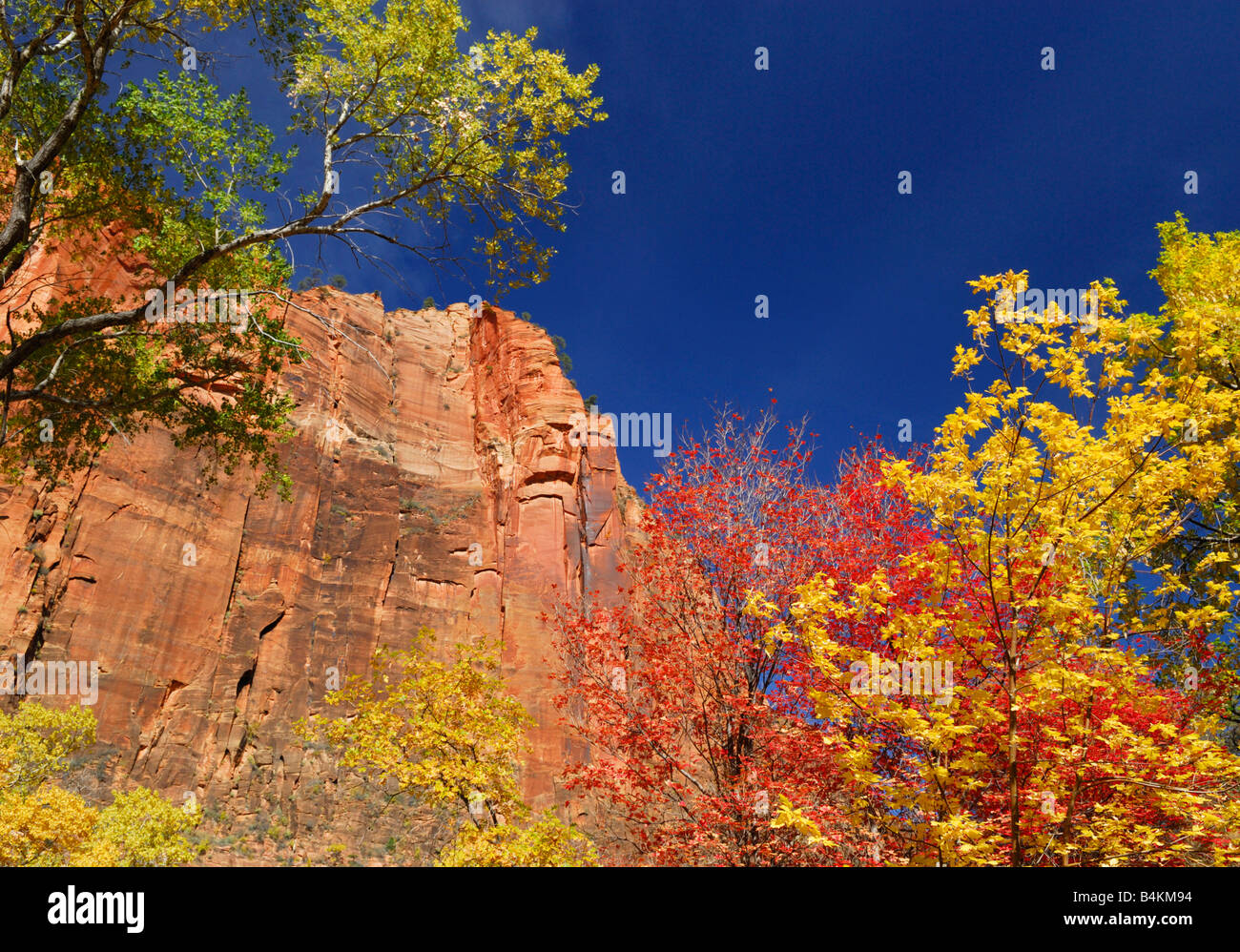 Herbstfarben im Zion Nationalpark, Utah Stockfoto
