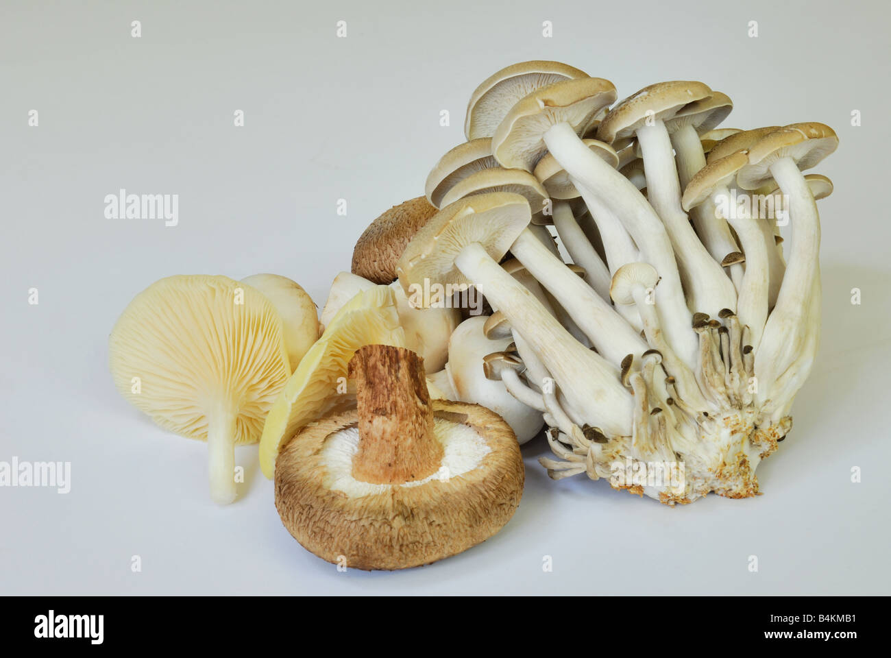 Pilz-Sammlung Stockfoto
