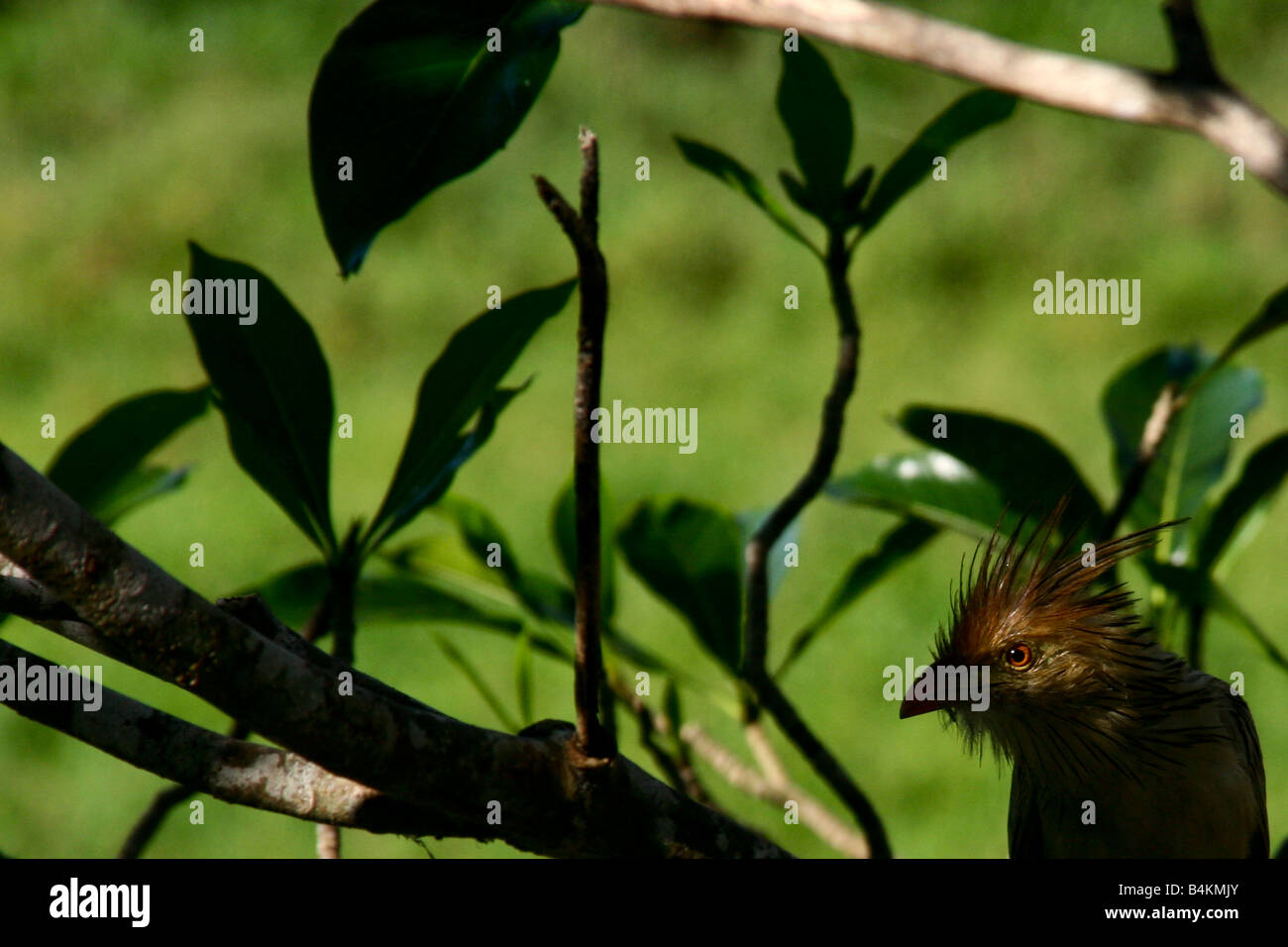 Vogel im Pantanal, Brasilien Stockfoto