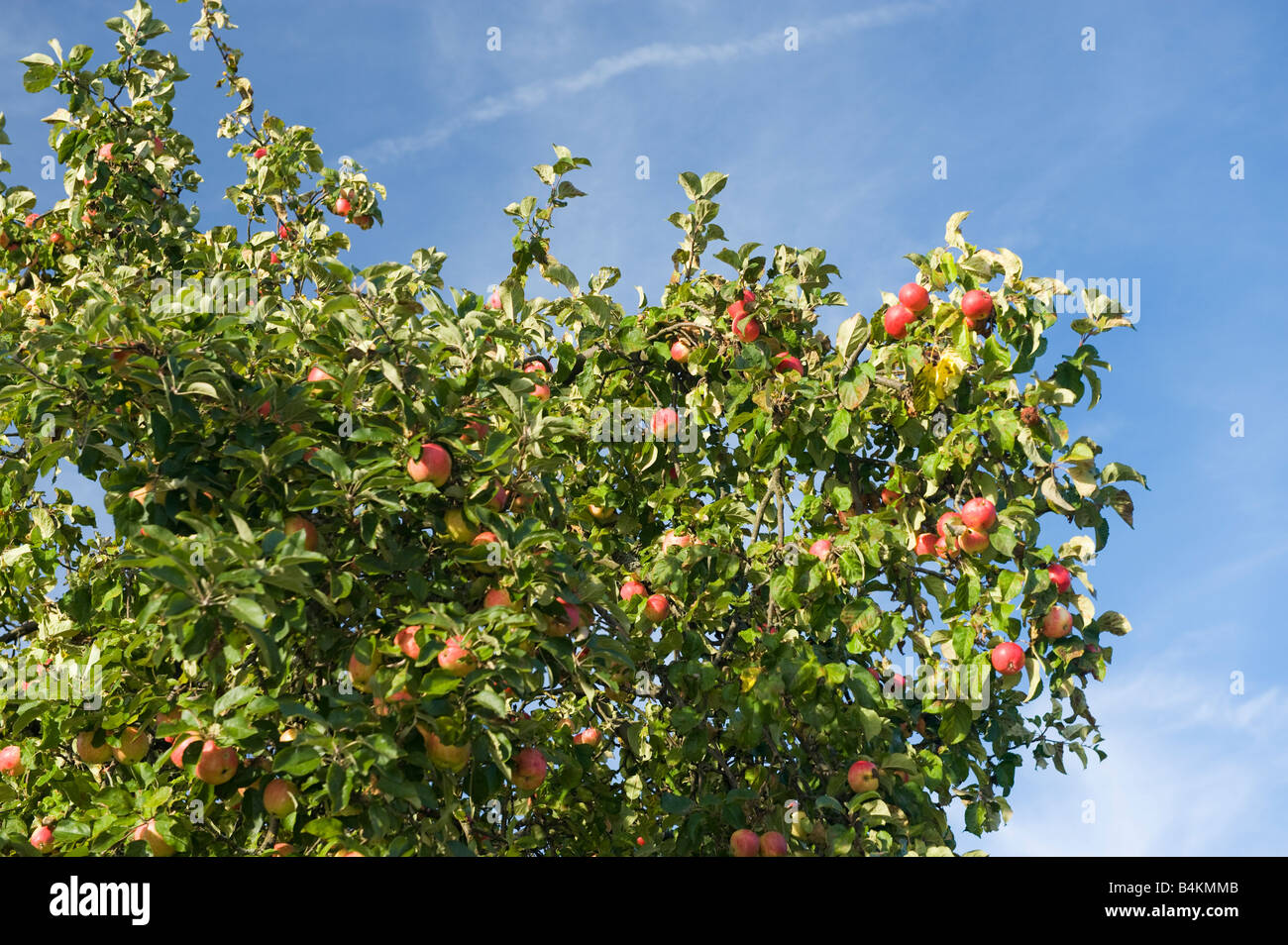 großen Apfelbaum mit reifen Äpfel zur Ernte blauer Himmel rote Äpfel
