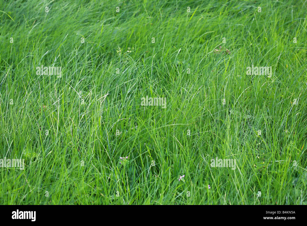 Frische grüne Rasen auf einer Wiese als Hintergrund Stockfoto